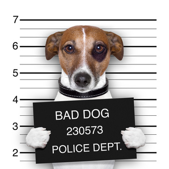 Mugshot