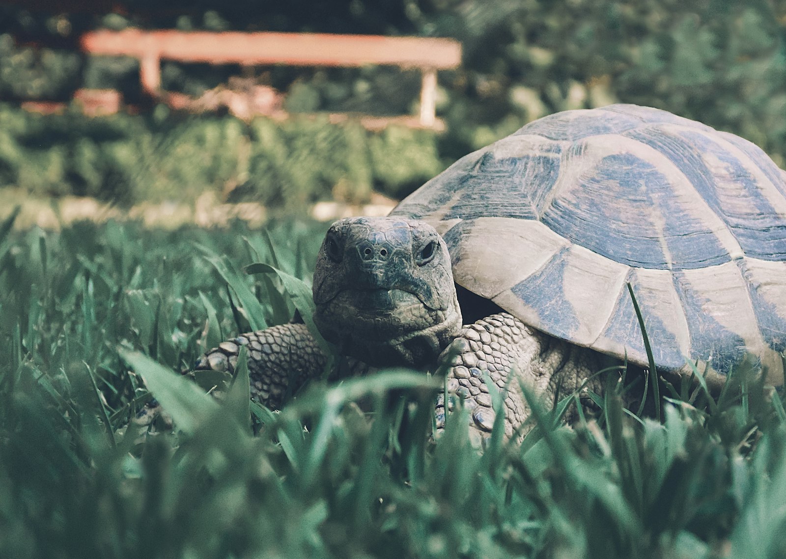 Close-up of a giant tortoise resting on green grass and looking toward the camera